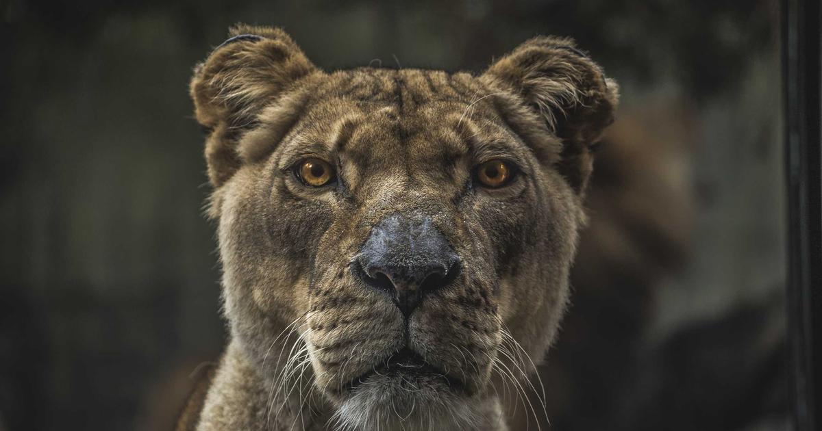 Allwyn-OPAP Merger Clears Final Hurdle with Shareholder Approval