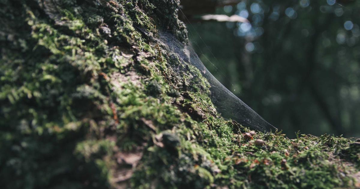 Brazil's Betting Boom: Is the Sponsorship Gold Rush Already Over?